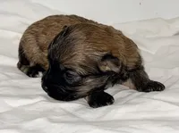 Winston, a male Maltipoo for sale in Northport, AL – 2 of 2
