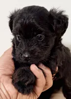 Bandit, a male Yorkipoo for sale in Northport, AL – 4 of 4
