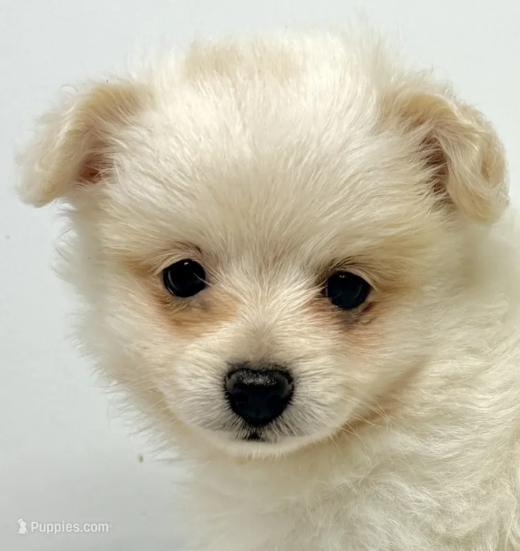 Dolly – Maltese, Pomeranian puppy for sale in Northport, AL