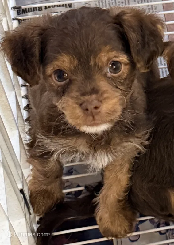Marshall – Yorkipoo puppy for sale in Northport, AL