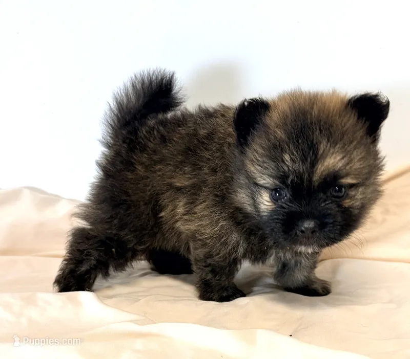Saban – Pomeranian puppy for sale in Northport, AL