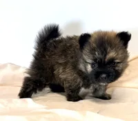 Saban, a male Pomeranian for sale in Northport, AL – 1 of 4