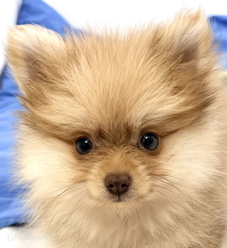 Bear – Pomeranian puppy for sale in Northport, AL