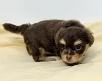 Dixie, a female Pomapoo for sale in Northport, AL – 3 of 4