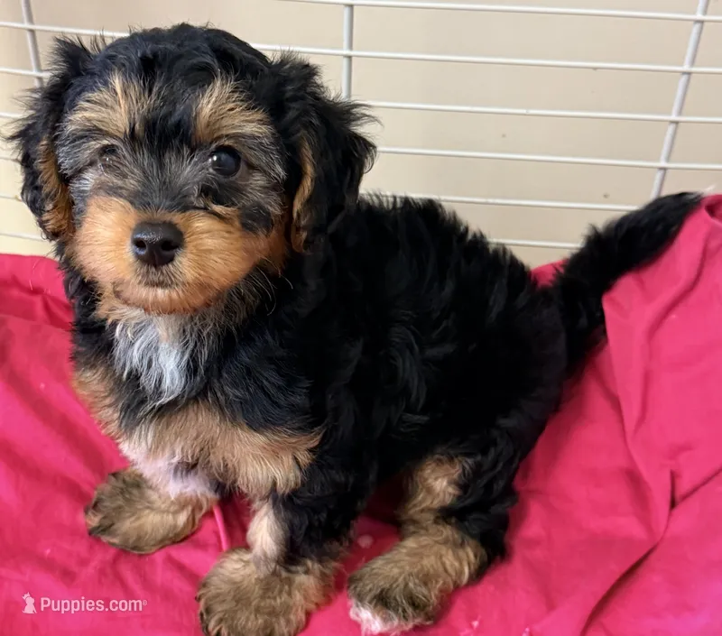Emma – Yorkipoo puppy for sale in Northport, AL