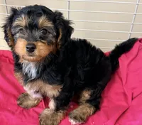 Emma, a female Yorkipoo for sale in Northport, AL – 3 of 6