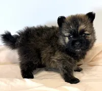 Saban, a male Pomeranian for sale in Northport, AL – 3 of 4