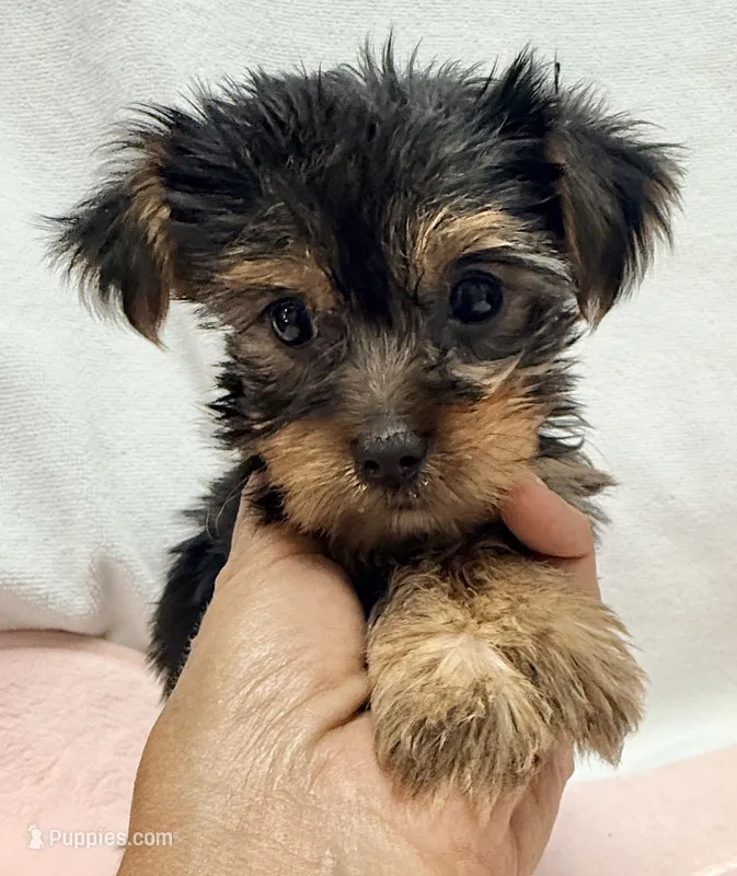 Milly – Yorkshire Terrier puppy for sale in Northport, AL