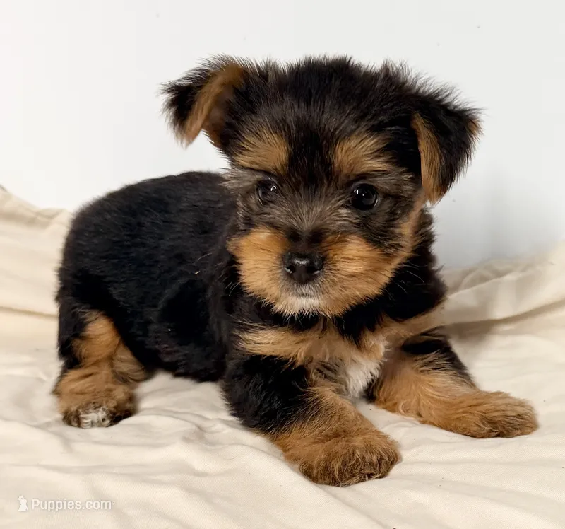 Sadie – Yorkshire Terrier puppy for sale in Northport, AL