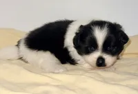 Cookie, a female Pomchi for sale in Northport, AL – 3 of 4