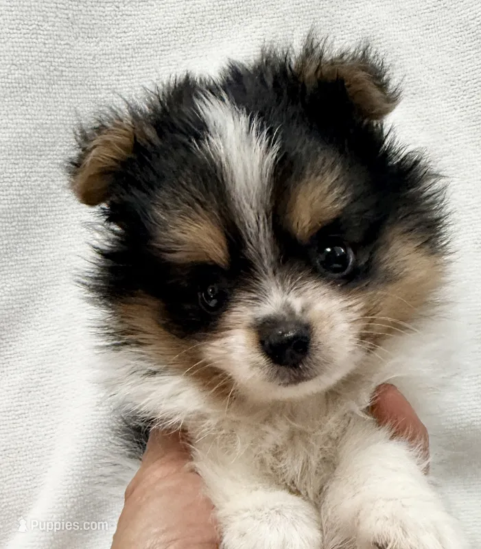 Sam – Pomeranian, Yorkshire Terrier puppy for sale in Northport, AL