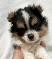 Sam, a male Pomeranian and Yorkshire Terrier for sale in Northport, AL – 1 of 2