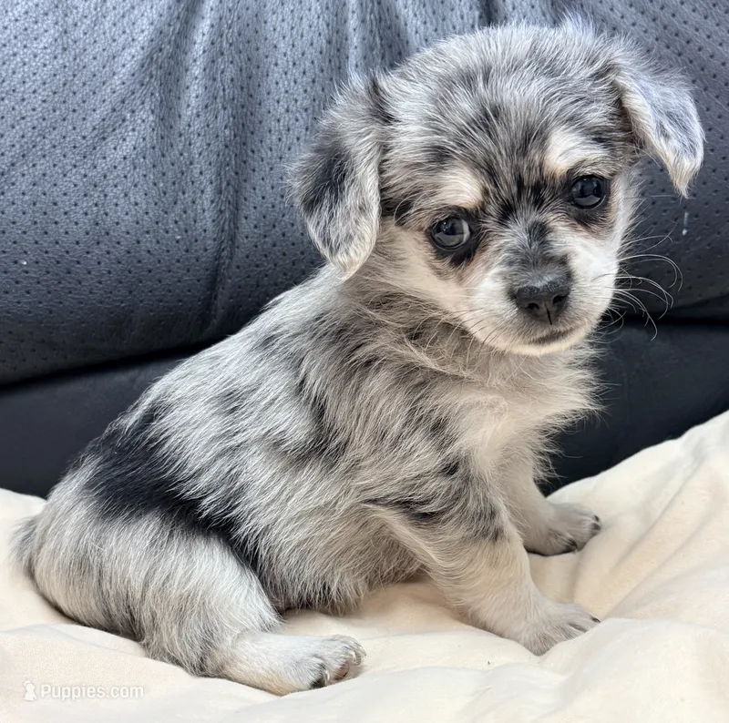 Morgan – Maltipom puppy for sale in Northport, AL