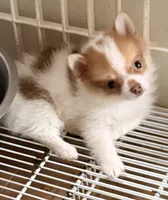 CoCo, a female Maltipom for sale in Northport, AL – 1 of 2