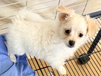 Ella, a female Maltese and Pomeranian for sale in Northport, AL – 4 of 5