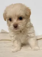 Darci, a female Mal Shi for sale in Northport, AL – 4 of 4