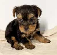 Josie, a female Yorkshire Terrier for sale in Northport, AL – 3 of 3