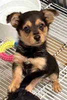 Hank, a male Pomeranian and Yorkshire Terrier for sale in Northport, AL – 2 of 5