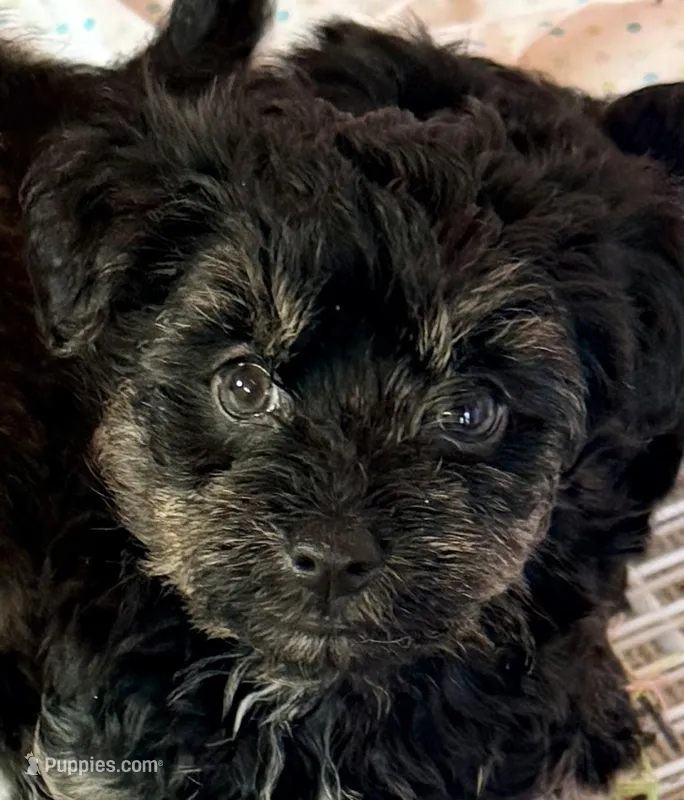 Bella – Poodle - Toy , Morkie puppy for sale in Northport, AL