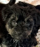Bella, a female Poodle - Toy  and Morkie for sale in Northport, AL – Photo 1 of 5