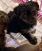 Bella, a female Poodle - Toy  and Morkie for sale in Northport, AL – Photo 3 of 5