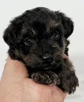 Bella, a female Pomapoo for sale in Northport, AL – Photo 2 of 4