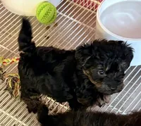 Bella, a female Poodle - Toy  and Morkie for sale in Northport, AL – Photo 4 of 5