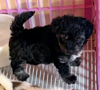 Bella, a female Poodle - Toy  and Morkie for sale in Northport, AL – Photo 5 of 5