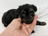 Bella, a female Pomapoo for sale in Northport, AL – Photo 4 of 4