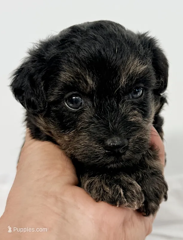 Bella – Pomapoo puppy for sale in Northport, AL