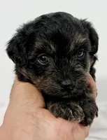 Bella, a female Pomapoo for sale in Northport, AL – Photo 1 of 4