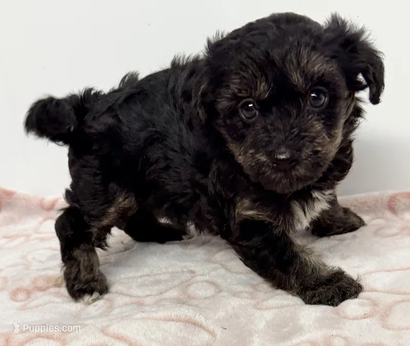 Bella – Pomapoo puppy for sale in Northport, AL