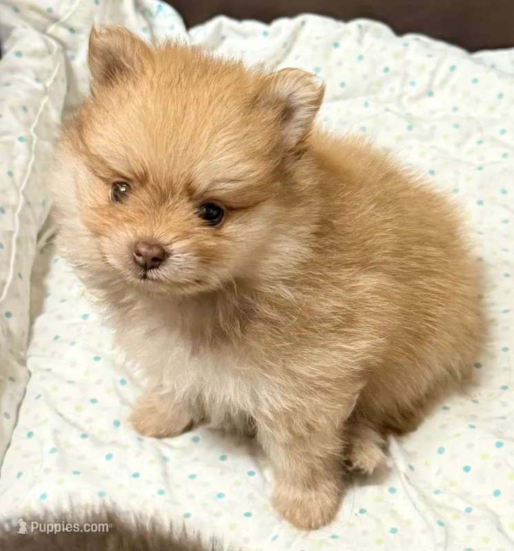 Barron – Pomeranian puppy for sale in Northport, AL