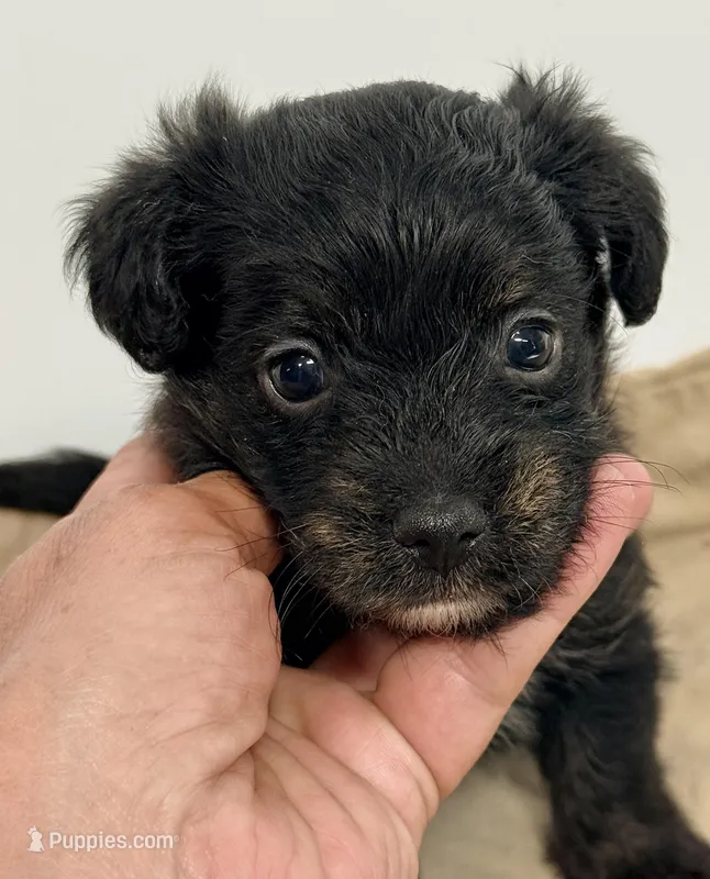 Saban – Yorkipoo puppy for sale in Northport, AL