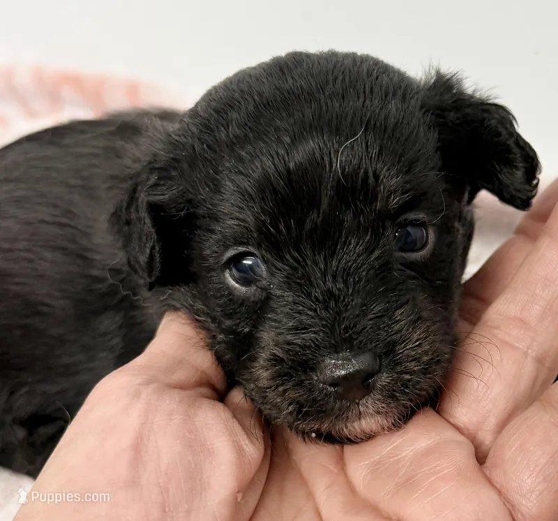 Saban – Yorkipoo puppy for sale in Northport, AL