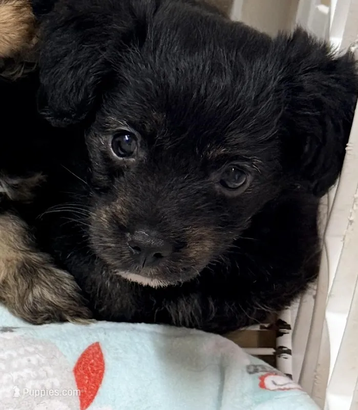 Saban – Yorkipoo puppy for sale in Northport, AL