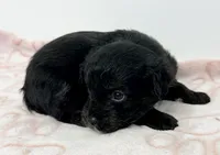 Saban, a male Yorkipoo for sale in Northport, AL – Photo 3 of 3