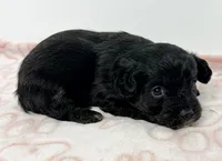 Saban, a male Yorkipoo for sale in Northport, AL – Photo 2 of 3