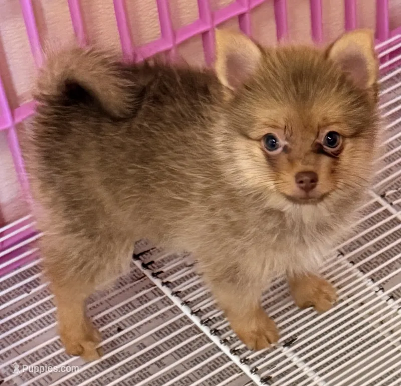 Fiona – Pomeranian puppy for sale in Northport, AL