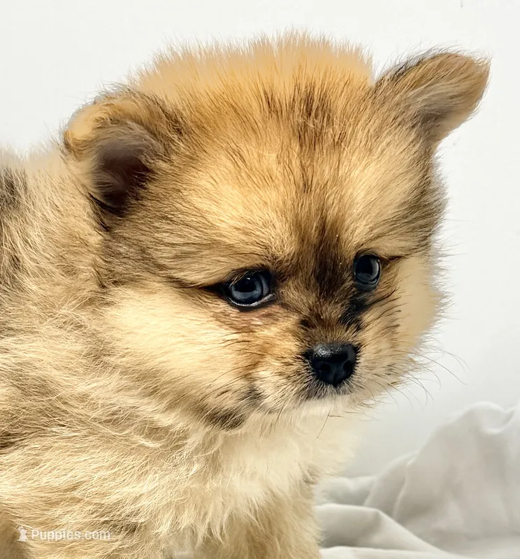 Noah, a male Pomeranian for sale in Northport, AL – 1 of 4