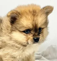 Noah, a male Pomeranian for sale in Northport, AL – 1 of 4