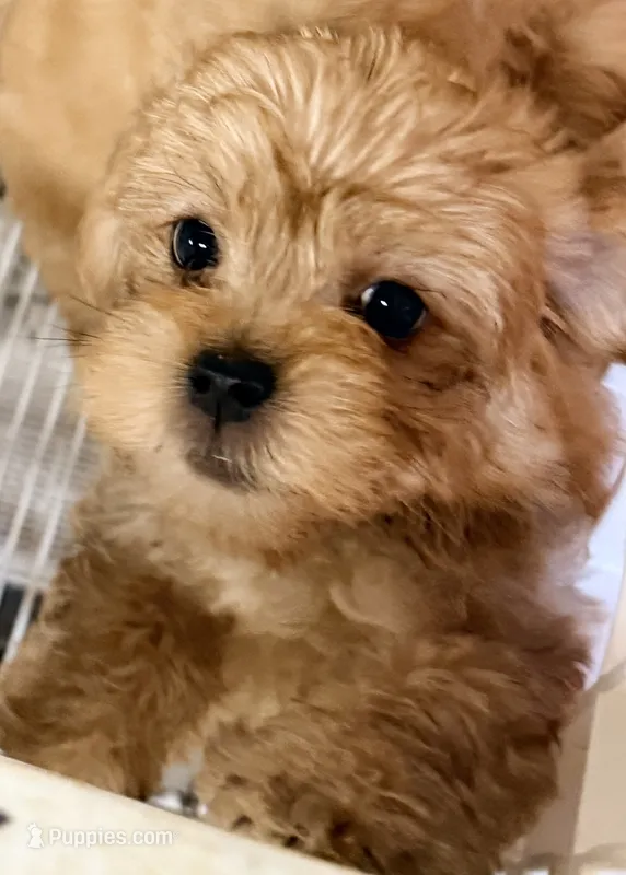 Jacob – Maltipoo puppy for sale in Northport, AL