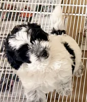 Blake, a male Shihpoo for sale in Northport, AL – 3 of 3
