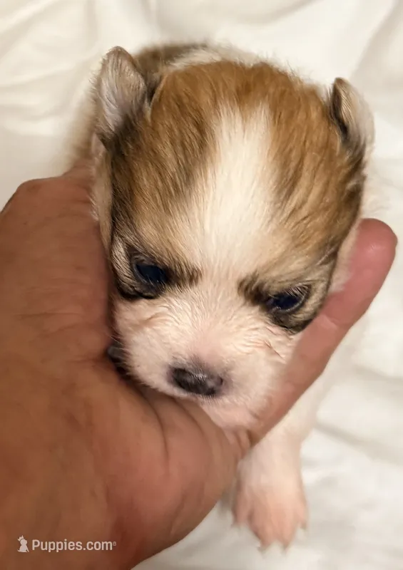 Brody – Pomeranian puppy for sale in Northport, AL