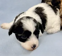 Cookie, a female Maltipoo for sale in Northport, AL – Photo 2 of 2