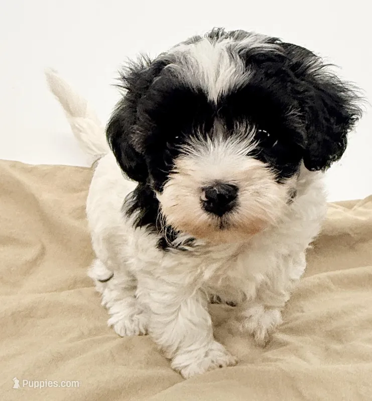 Cookie – Maltipoo puppy for sale in Northport, AL