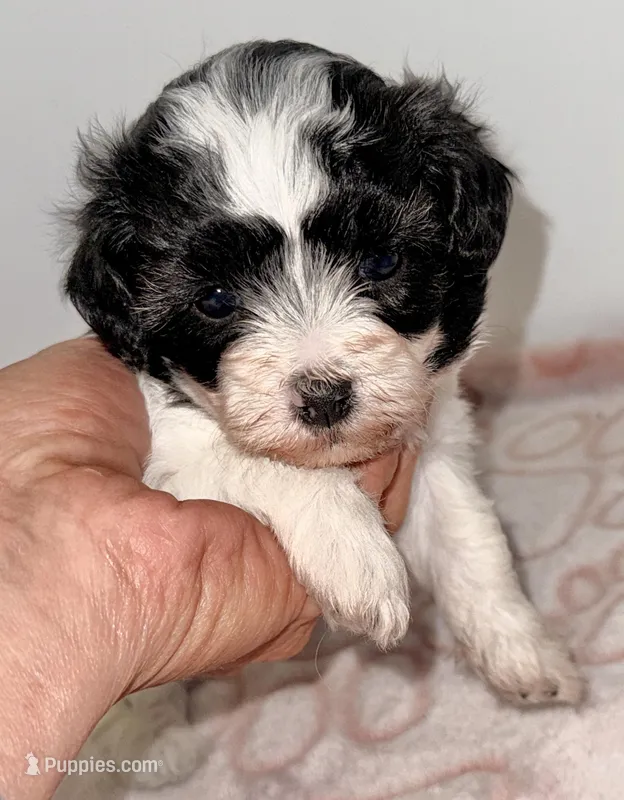 Cookie – Maltipoo puppy for sale in Northport, AL