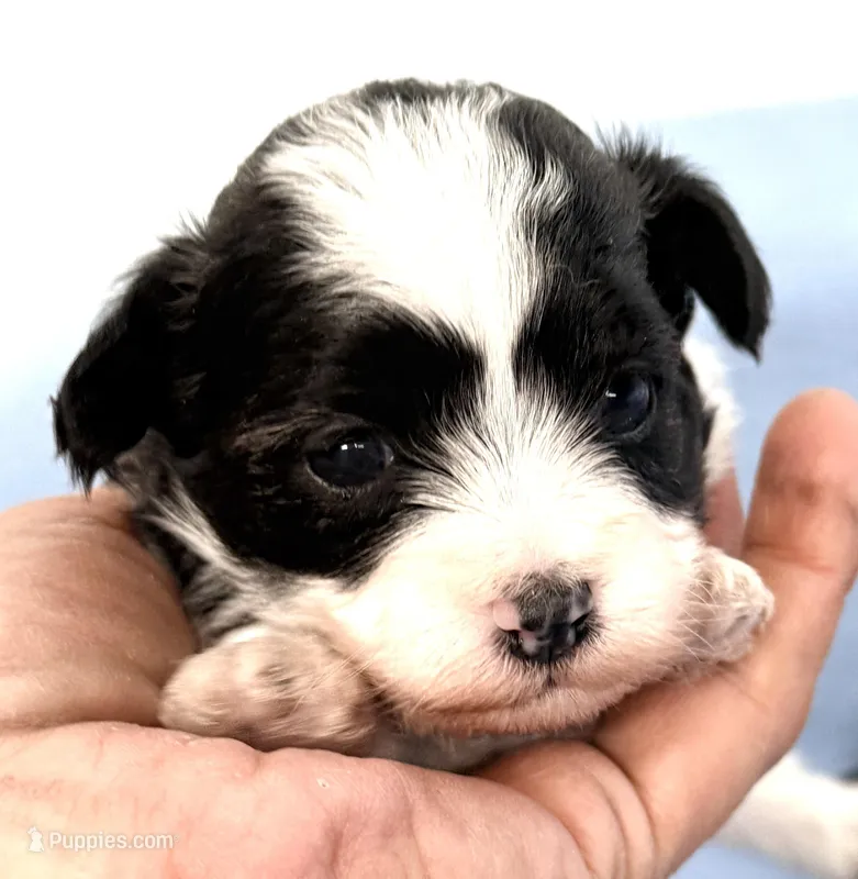 Cookie – Maltipoo puppy for sale in Northport, AL