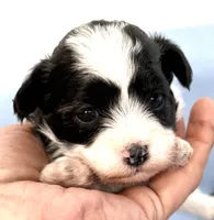Cookie, a female Maltipoo for sale in Northport, AL – Photo 1 of 2