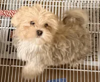 Toby, a male Morkie for sale in Northport, AL – 3 of 3